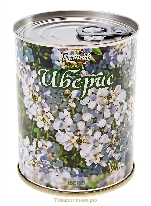 Цветок в банке "Иберис" (77010) 2371557 — 1