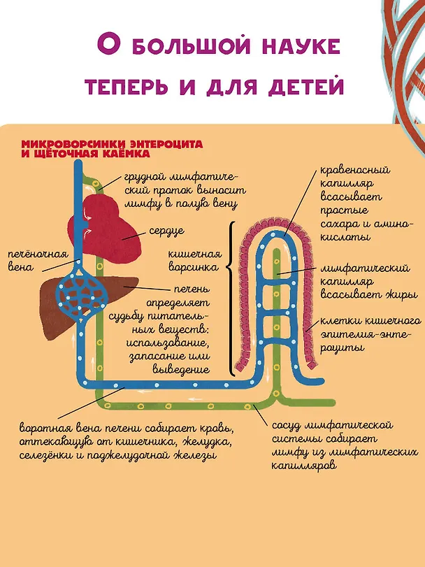 Книга Тело человека (Вячеслав Дубынин) — 8