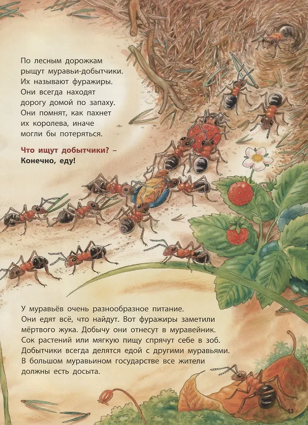 Книга Где живёт муравьишка. Познавательные истории (Фридерун Райхенштеттер) — 5