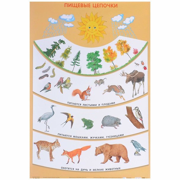 Книга Пищевые цепочки 50 x 69 () — 1