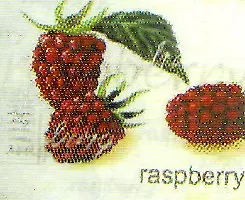 Картина  Ежевика (14247) (40х50) 2193197