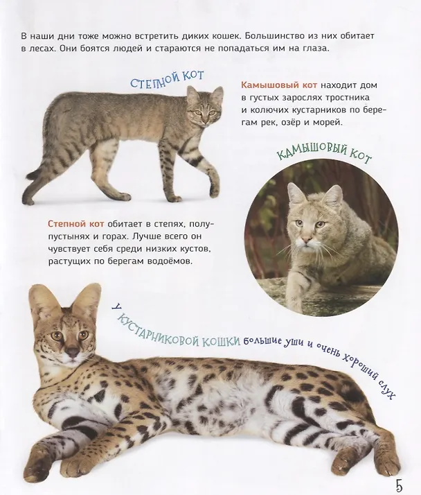 Книга Кошки и котята (Первая энциклопедия) (Светлана Гальцева) — 5