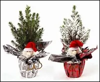 Ель в праздничной упаковке с дедом морозом 9/35 (207) 2340291