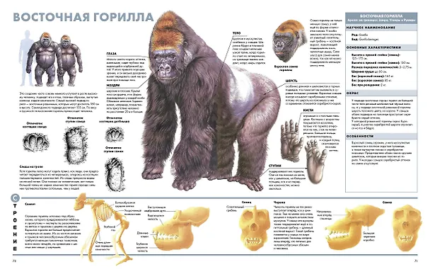 Книга Животные. Визуальная энциклопедия (Тони Хеа) — 10