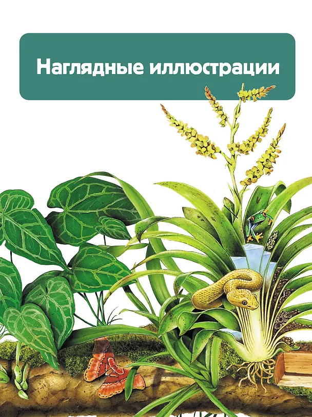 Книга Растения (Энн МакРей, Ричард Смит) — 8