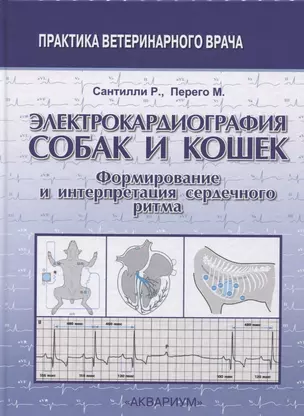 Электрокардиография собак и кошек. Формирование и интерпретация сердечного ритма — 2620452 — 1