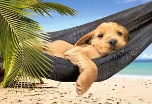 ЧГ:2157667 Пазл 500 В-51144 Щенок в гамаке (castor)