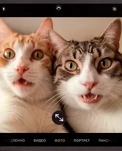 Тетрадь 48л кл. "Зверо-селфи" мел.картон, мат.ламинация, ассорти