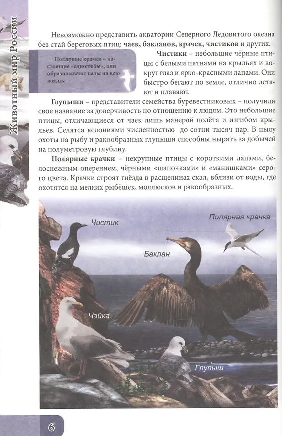 Книга Животный мир россии (Оксана Балуева) — 3