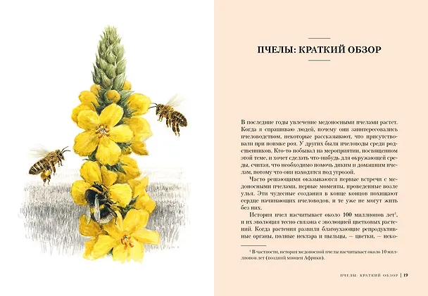 Книга Пчелы. Что человек и пчела значат друг для друга (Фридрих Хайнбух) — 3