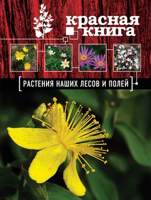 Красная книга. Растения наших лесов и полей — 2391807 — 1