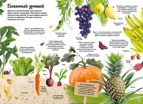 Книга Большая книга о природе в картинках (Камилла де ла Бедуайер) — 5