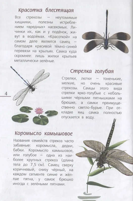 Книга Наши насекомые. Определитель для детей () — 2