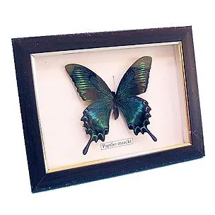 Панно Бабочки (16х21) (101022) 2382105