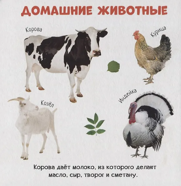 Книга Знакомство с животным миром () — 2