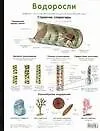 Водоросли. Мхи