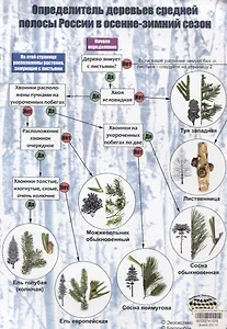 Определитель деревьев средней полосы России в осенне-зимний сезон