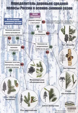 Определитель деревьев средней полосы России в осенне-зимний сезон — 2741101 — 1