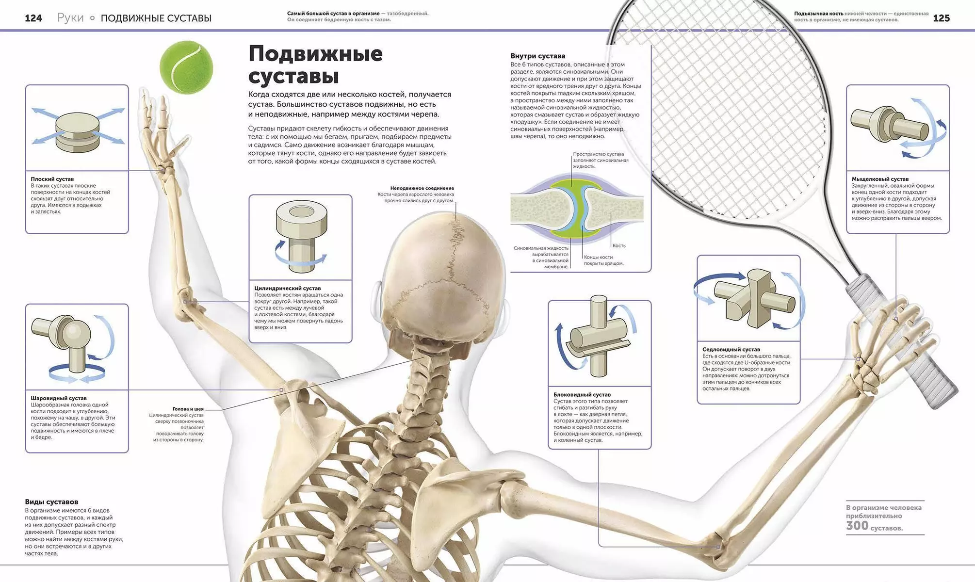 Анатомия человека. Самая полная современная энциклопедия (Анна Клейборн,  Никола Темпл, Джон Фарндон, Джон Френд) - купить книгу с доставкой в  интернет-магазине «Читай-город». ISBN: 978-5-00195-557-3