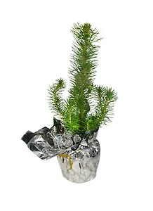 Сосна украшенная 10,5/35см (PTK802)