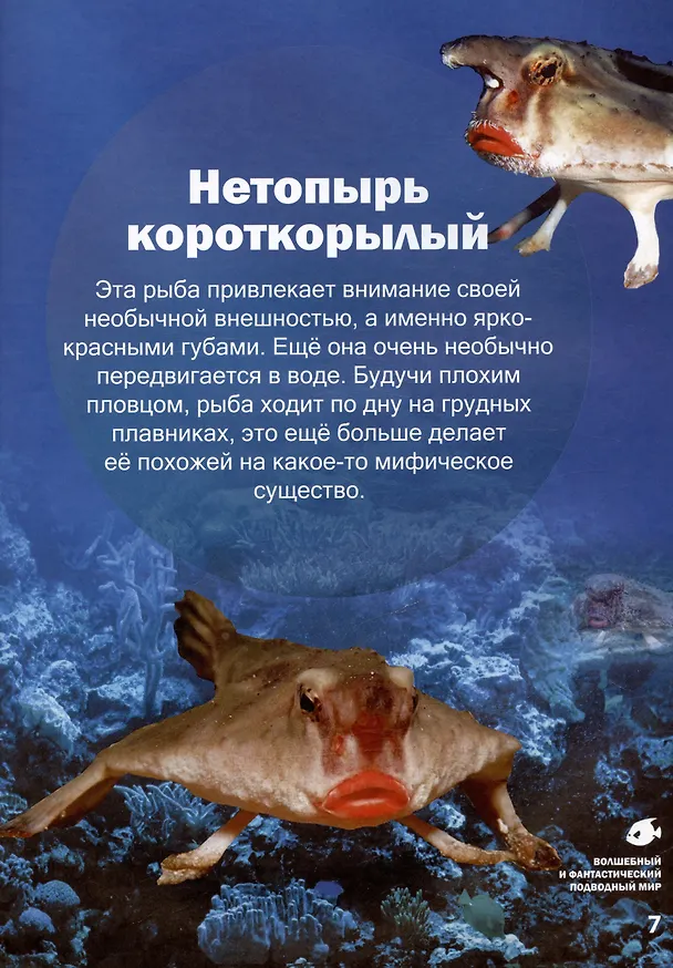Книга Волшебный и фантастический подводный мир (Василий Климов) — 4