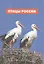 Птицы России. Популярная детская энциклопедия — 2767426 — 3