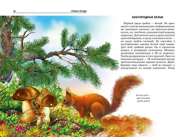 Книга Грибы и ягоды. (Сергей Афонькин) — 6