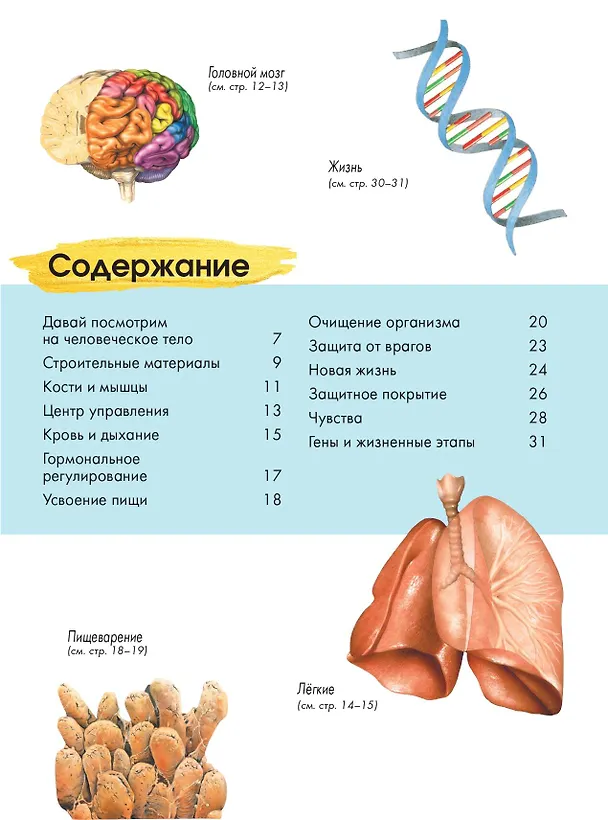 Книга Тело человека (Энн МакРей) — 9