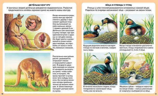 Книга Загадки природы (Эмили Бомон, Мари-Рене Гийоре) — 3