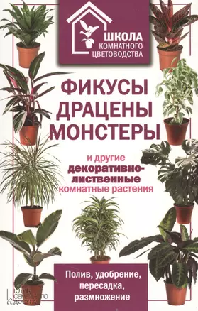 Фикусы, драцены, монстеры и другие декоративно-лиственные комнатные растения — 2362875 — 1