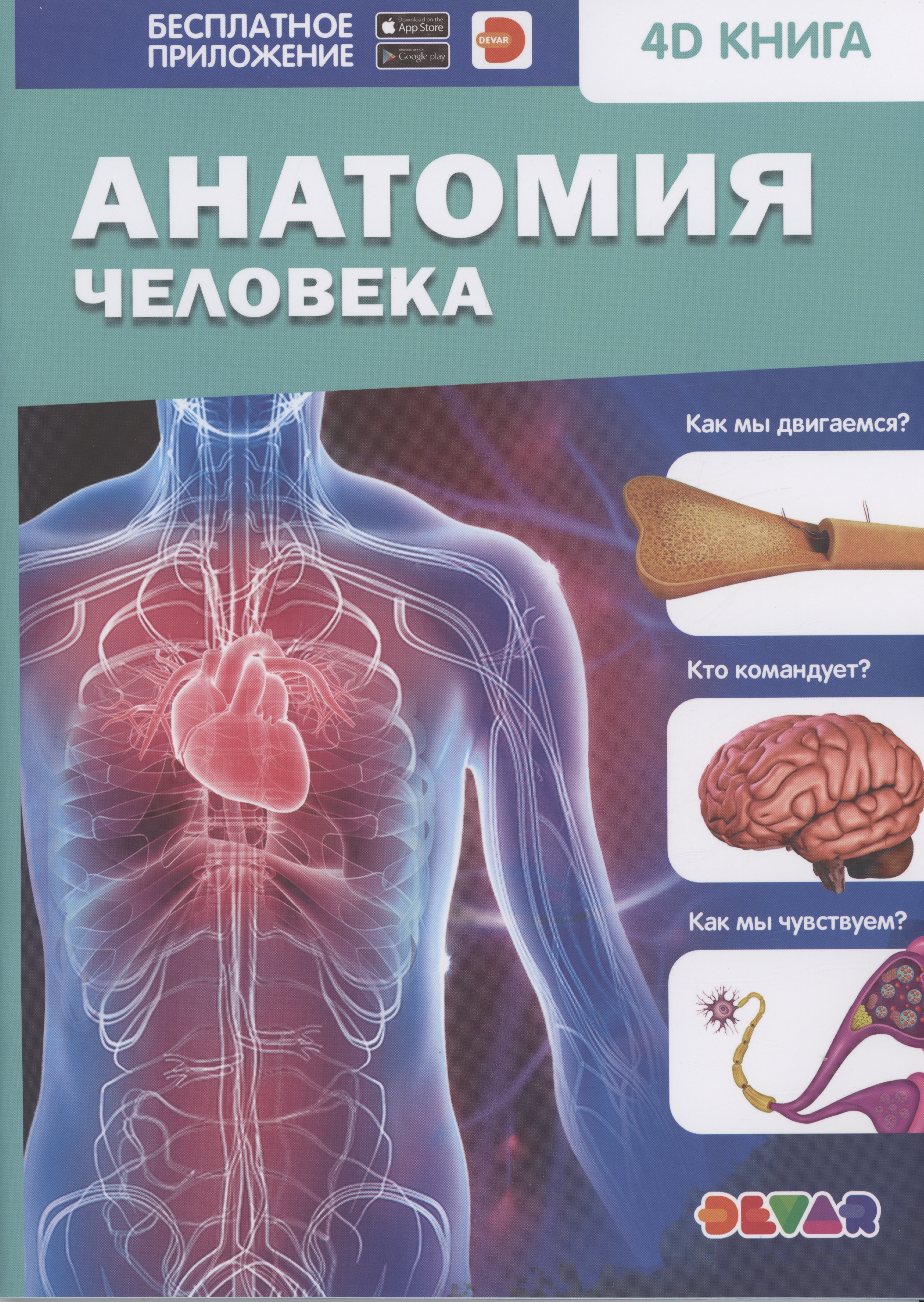 

Анатомия человека