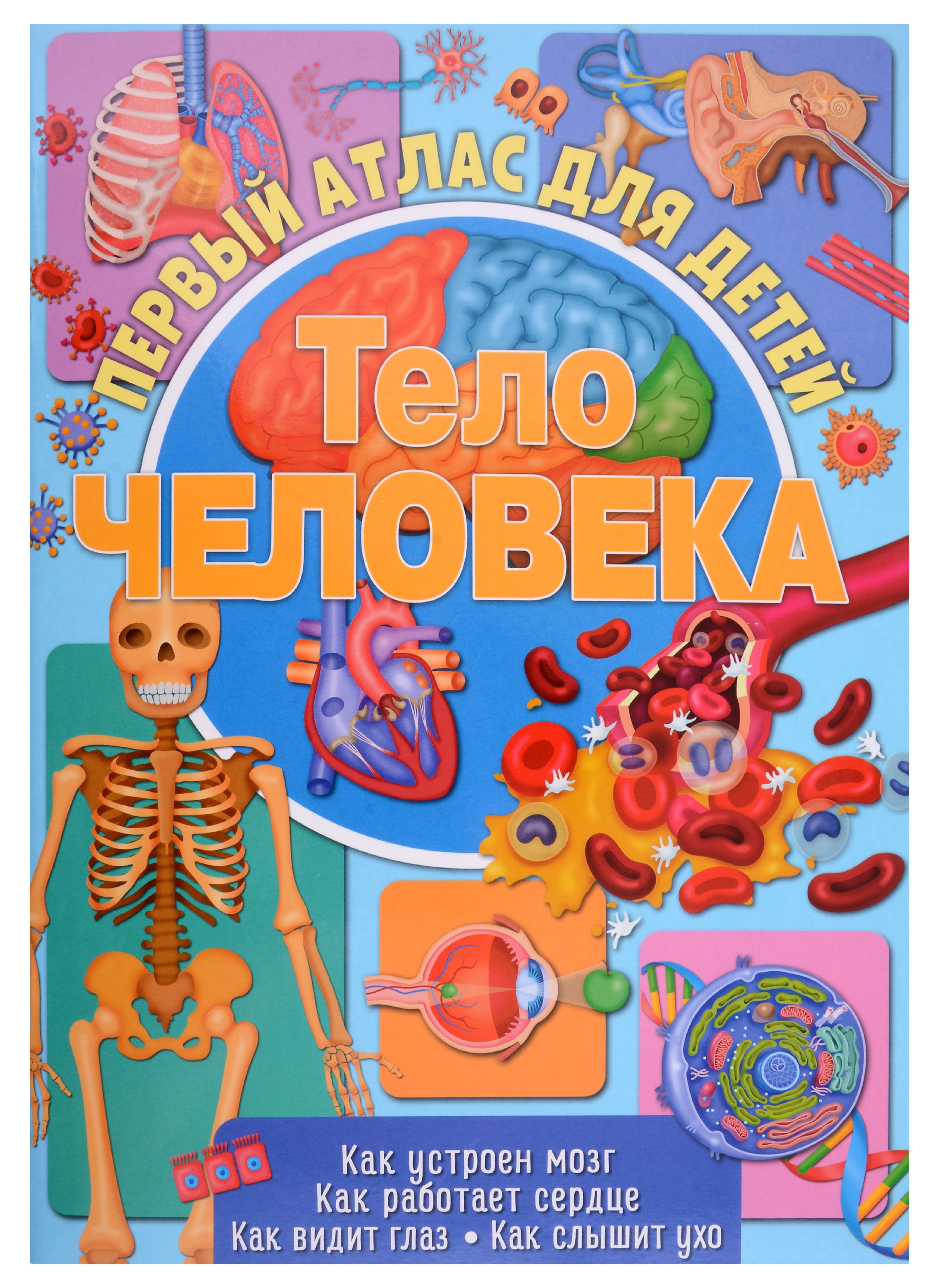 

Первый атлас для детей. Тело человека