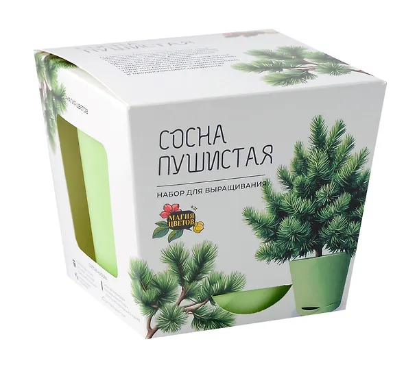 Набор д/выращивания растений Магия Цветов, Сосна пушистая (mf-017) 3068634 — 1