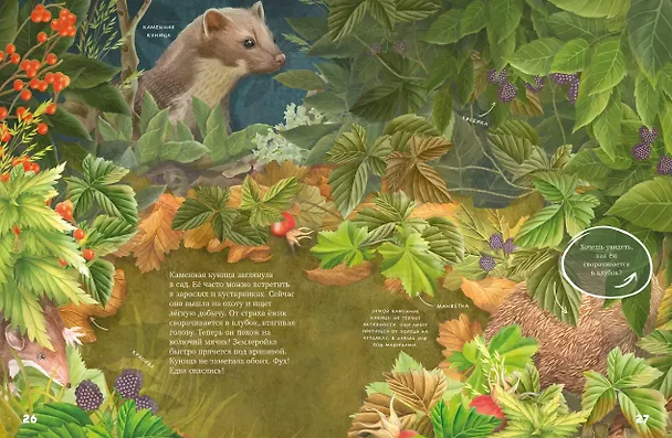 Книга Секреты осеннего леса. Визуальная энциклопедия (Яна Вальчик) — 5