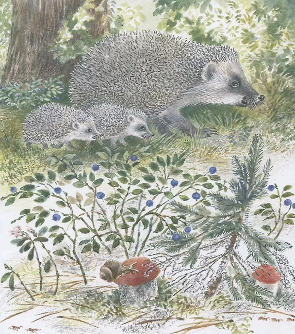 Книга Самый маленький ежик (Наталья Чарушина-Капустина) — 3