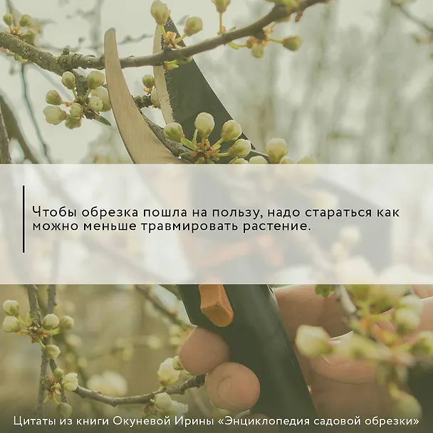 Книга Энциклопедия садовой обрезки (Ирина Окунева) — 5