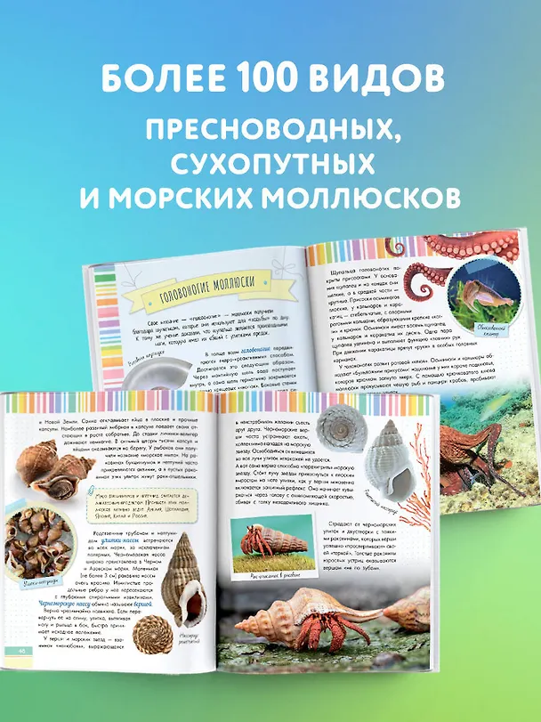 Книга Моллюски, кораллы, морские звезды, морские ежи (Александр Тихонов) — 6