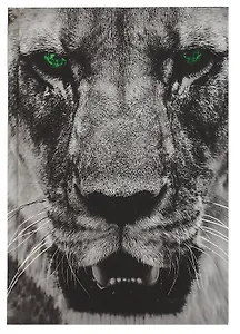 Ежедневник недат. А5 128л "Царь зверей" 7БЦ, ламинация soft touch, офсет