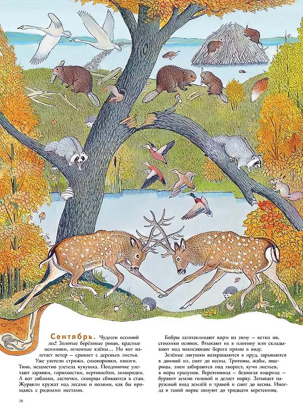 Книга В лесу: энциклопедия в картинках (Петр Багин) — 2