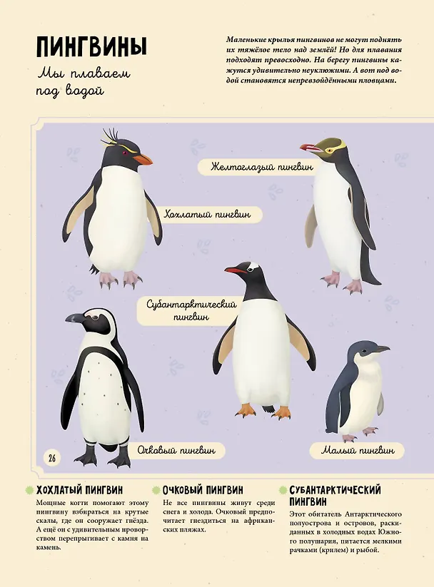 Книга Птицы (Томаш Тума) — 9