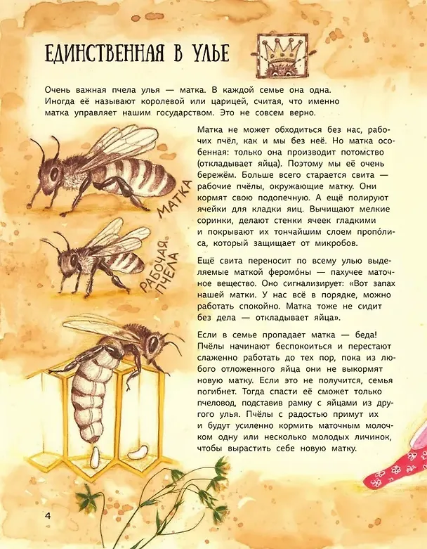 Книга Ж-ж-жизнь пчёл, рассказанная ими самими (Надежда Фещенко) — 6