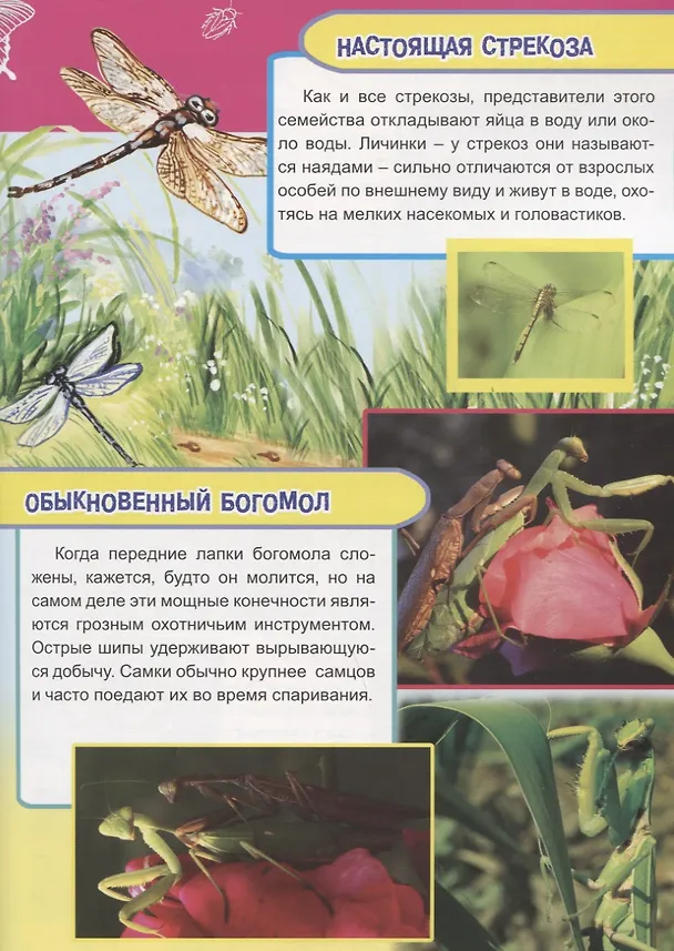 Книга Насекомые, рыбы и рептилии Европы (Василий Климов) — 3