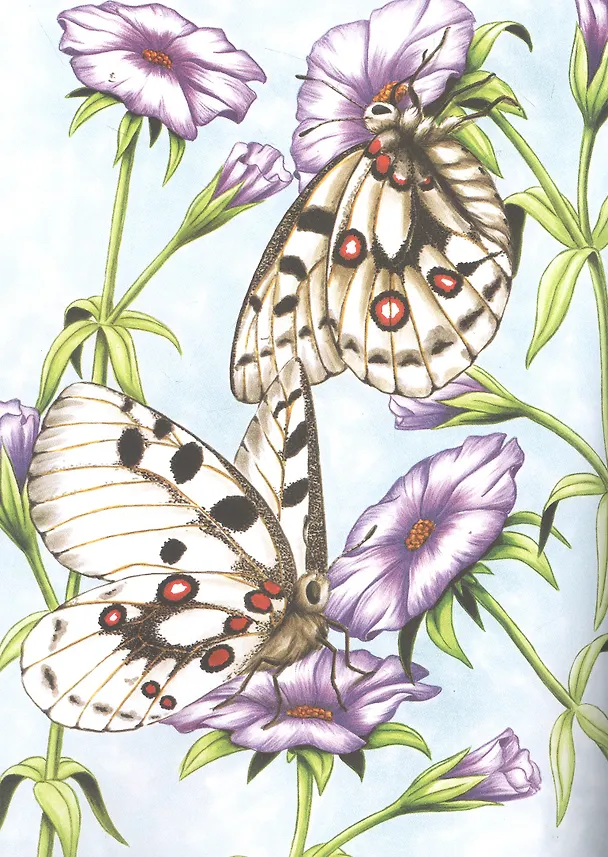 Книга Насекомые и паукообразные () — 3