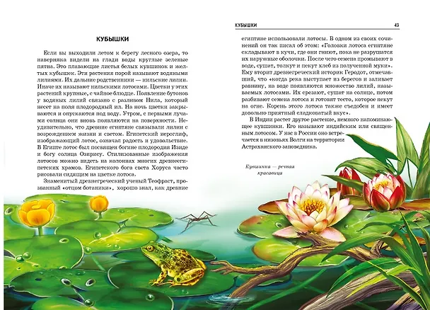 Книга Грибы и ягоды. (Сергей Афонькин) — 5