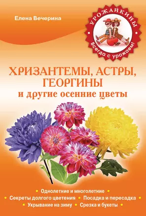 Хризантемы, астры, георгины и другие осенние цветы — 2409499 — 1