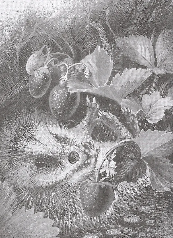 Книга Животинки из Паутинки (Наталья Мелёхина) — 6