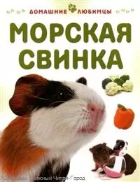 Морская свинка / (мягк) (Домашние любимцы). Рейнер М. (Аст-Пресс) — 2248201 — 1