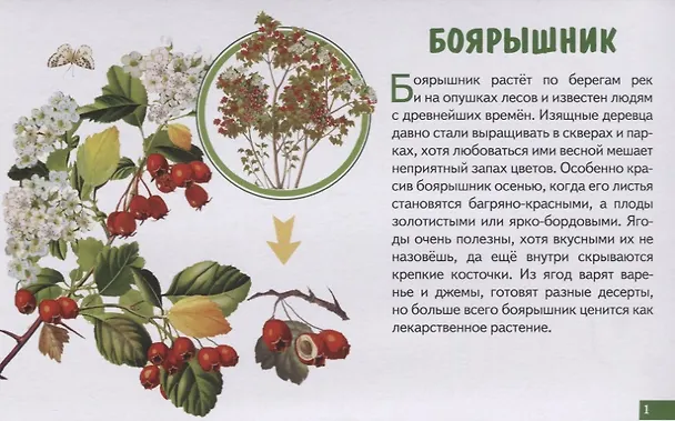 Книга Лесные ягоды. Обучающие карточки () — 2