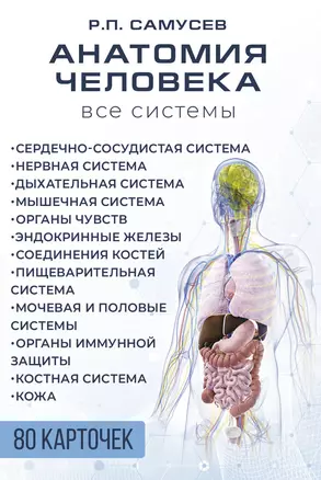 Анатомия человека. 80 карточек. Все системы — 3022681 — 1