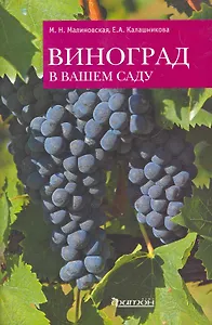 Виноград в вашем саду